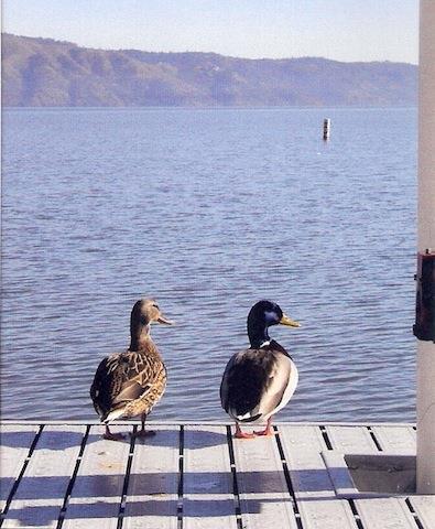 The Mallard House Inn Lakeport Zařízení fotografie